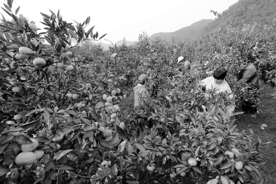 ̨��ũ��׷����в�ҩ"�Խ�" ʵ����ֲ���������