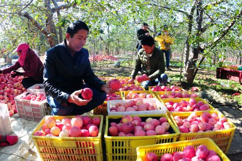 ï��ƻ�����ڹ�԰��ѡƻ��