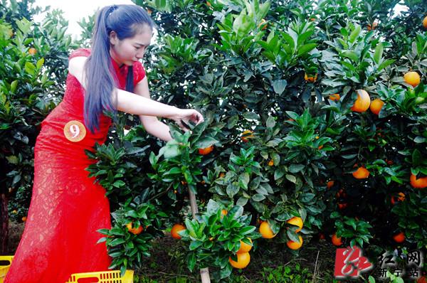 ���й����������~ɽ��Ƚڡ��߿�԰��ժ��ʽ�ֳ���