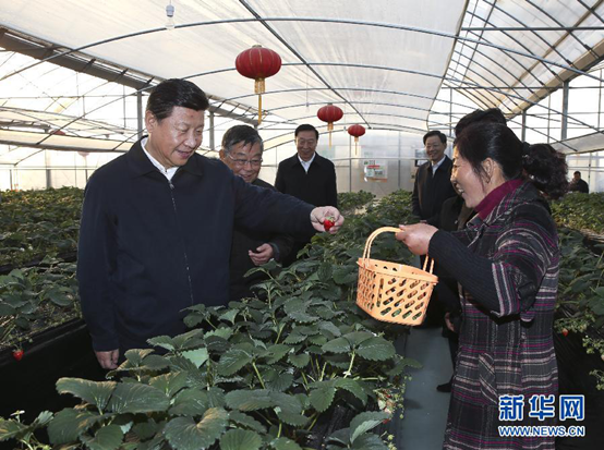 2014��12��13�����磬ϰ��ƽ�����е�ͽ����ҵ���ȷ��ũҵ԰��ݮ���ʵ�ز쿴��ݮ���������