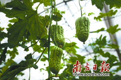 ��ݸ����һ���Ӵ��������֣��������ʵļ�ͥũ��Ⱥ�塣