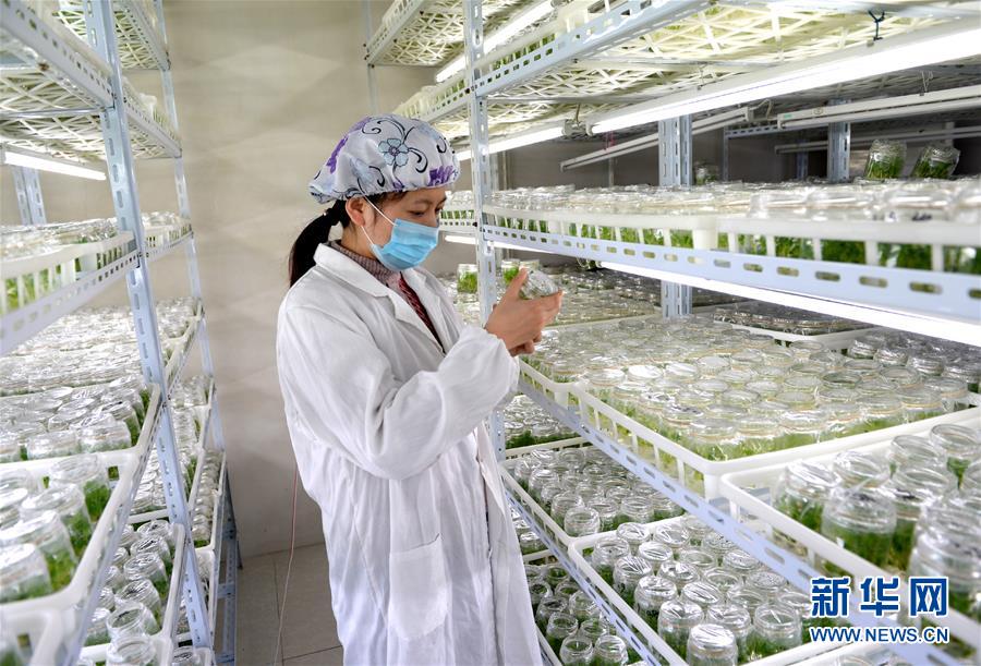 江苏海安：大学生种植非洲菊成致富能手