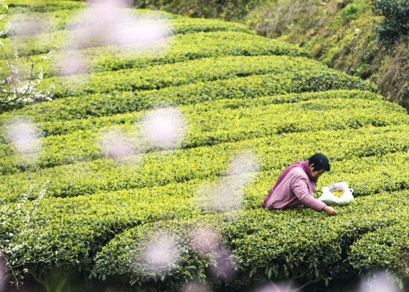 3��20�գ�����ʡ�˲���������éƺ���׳Ǵ�����ڲ�԰��ժ�²衣