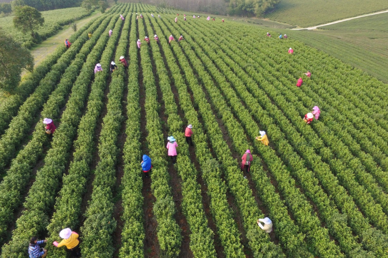 3��21�գ��ɲ蹤�ڽ���ʡ�����н�̳��é´�賡���ɴ��衣