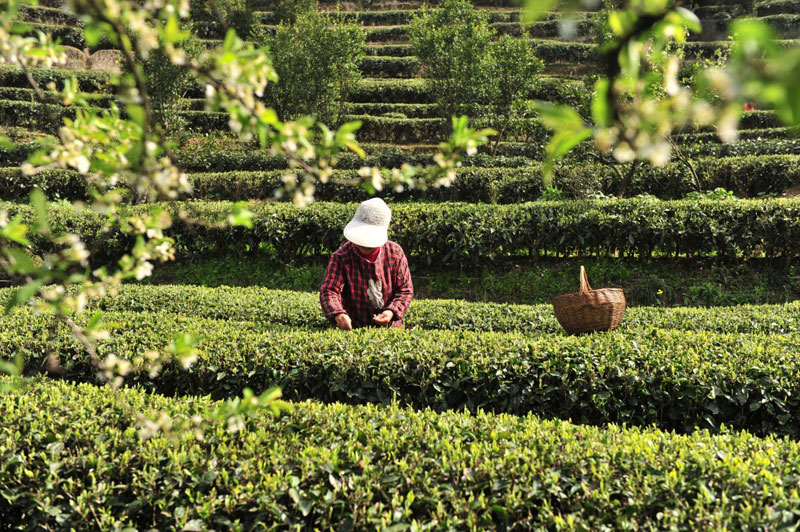 3��26�գ���ũ�ں���ʡ������éƺ���������һ��԰��ժ����ǰ�衱��