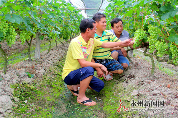 湖南零陵：杨琼红种植葡萄脱贫致富