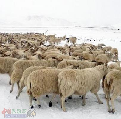 海南州高原藏羊养殖技术取得突破