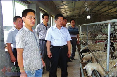 养羊是致富好产业 村民致富“领头羊”