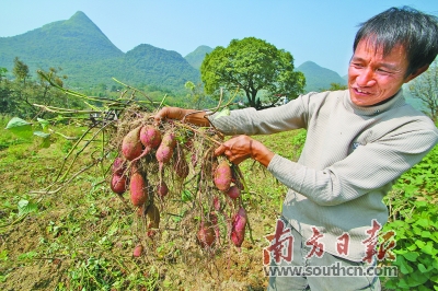 丰收季！广东清新农特产品“石湖一点红”番薯上市