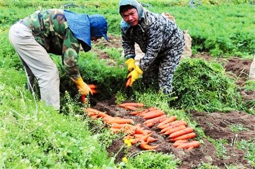 ���������ж�������ֲҵ�ش����س��� ���ܲ�������