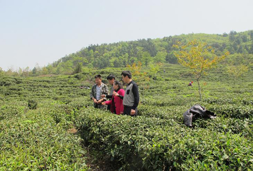 �����Ž������ؿ�չ��Ҷ������ȫר����