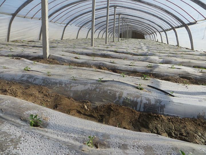 ����������������ֲ��ݱ������