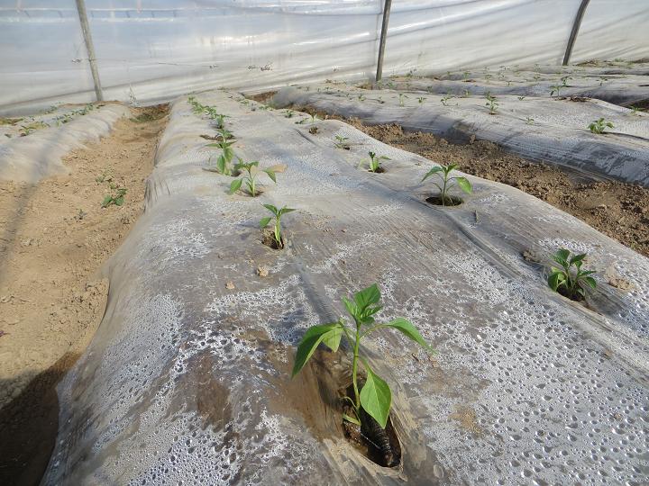 ����������������ֲ��ݱ������2