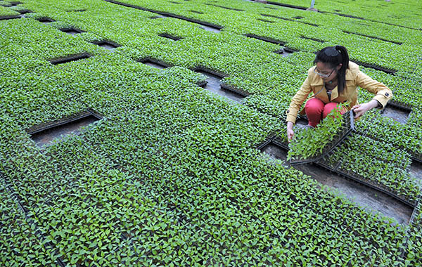 4��24�գ���������߲�רҵ������Ĺ�����Ա��Ϊ������λ���ú�����Ϊ����ũ��ͳһ�滮��ֲ��ָ����ͳһ�̱�Ʒ�ƺͲ�Ʒ���ۣ������ܱ�ũ����ֲ�ϲ˵��긽��ֵ����8500��Ԫ��