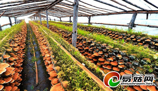 �����ӱߣ�ʳҩ�þ�������ģ��2.96�ڴ� �ɴ�ҵ��ѡ