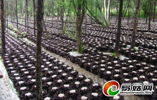 �����ӱߣ�ʳҩ�þ�������ģ��2.96�ڴ� �ɴ�ҵ��ѡ2