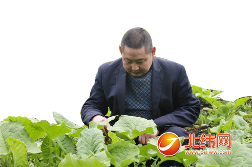 �Ĵ��������½��������չ��ҩ����ֲ