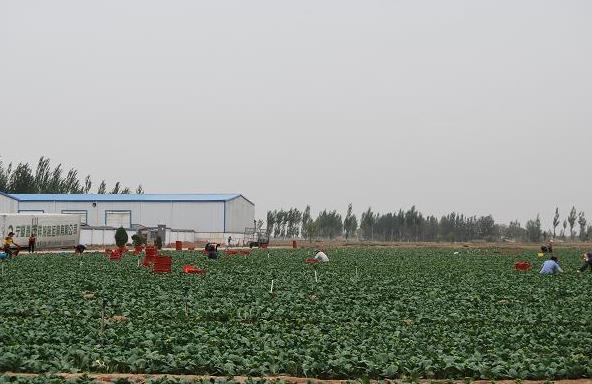 ������ͭϿ�е�һ���۲˷������