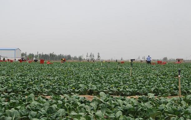 ������ͭϿ�е�һ���۲˷������2