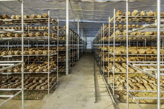 ѩ�Ź�˾����ʳ�þ����֡��������� �㣩