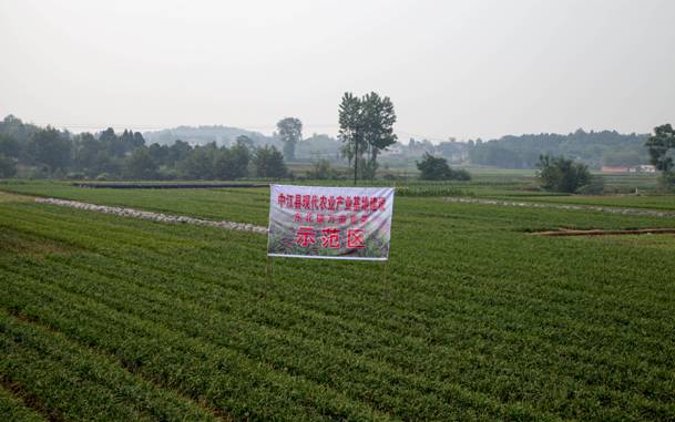 �Ĵ��н����»�������ʡ������� �۸���������ɫũҵ��չ