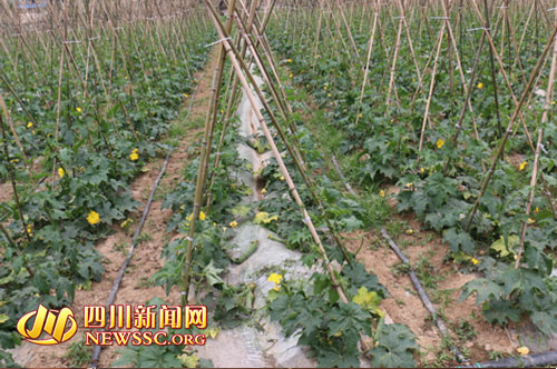 �Ĵ������߲ˡ����¡��Ƽ�ʾ���Գ�Ч