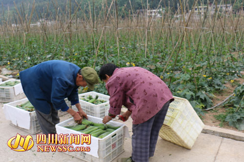 ������ֲ˿�ϲ���