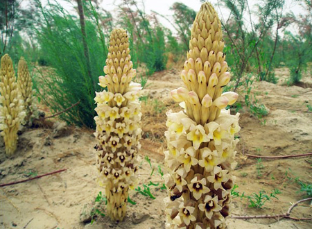 ���������ء�ɳĮ�˲Ρ������������ӡ���Σ�������г���