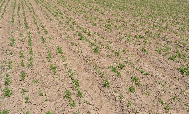 ������ͭϿ�У�СС��˿�˳Ŵ�ũ��Ǯ����