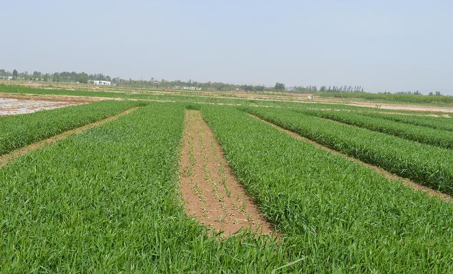 ������ͭϿ�У�СС��˿�˳Ŵ�ũ��Ǯ����2