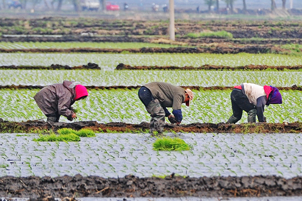 5��18�գ��ڼ���ʡ�����д�����ũ���ڵ����в�����