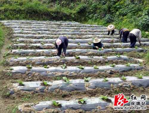 ���ϱ�����«���������Ҷ����ϲ��