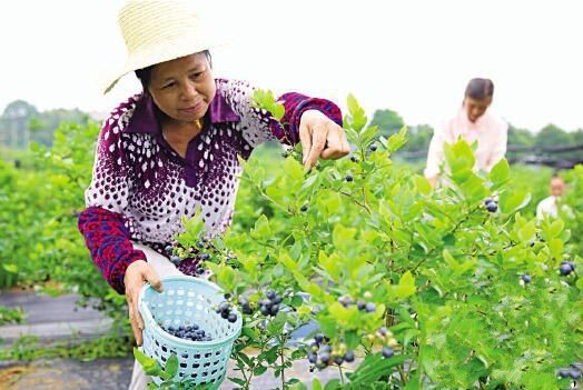 ���ϳ�ɳ��120Ԫ/�ﱾ����ݮ����