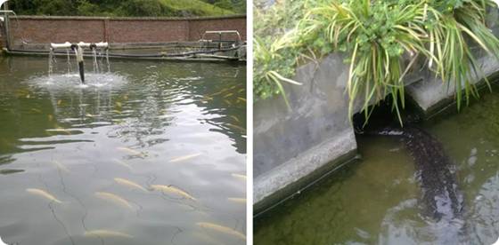 �Ĵ���Ԫ�г�������ˮ����ֳǰ������