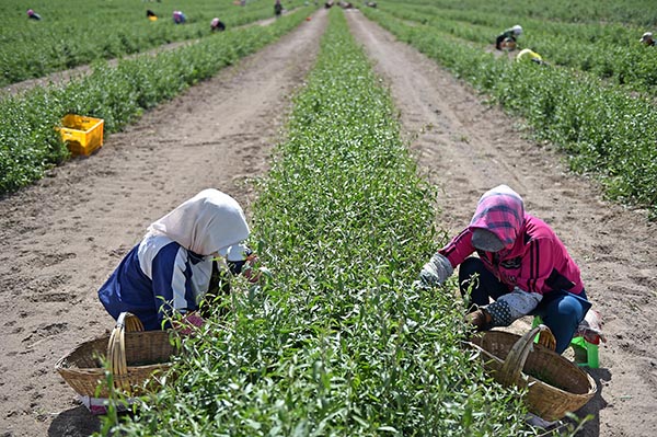 ���ĺ���ɽ�� ��轲�����ժ��