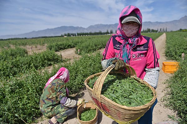 ���İ���Դ��轲�԰�ɲ蹤�ڲ�ժ��轲裨6��5�գ���