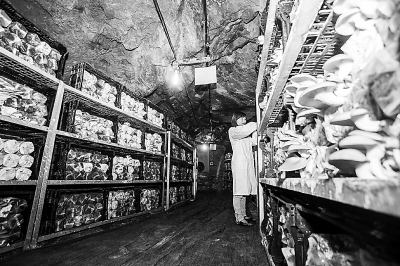 �������ƣ�ɽ��Ģ��