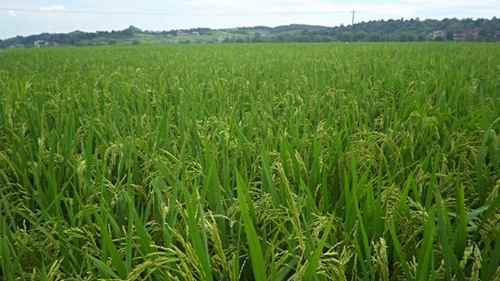 ͼΪ������Ф�Ҵ�����Ķ���ʵ�ʾ������ˮ������һ��