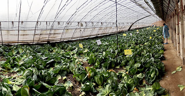 λ�ڱ��������صı���԰ũ��Ʒ����רҵ����������԰����6��24���㣩��