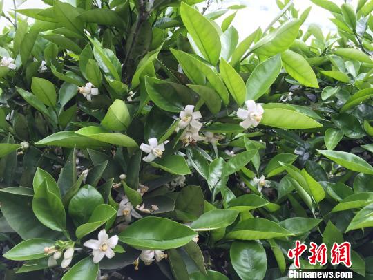 ɽ��Ұ���䡰����� �㽭��ɽ�ƻ�����ִ�����ڲ�ҵ