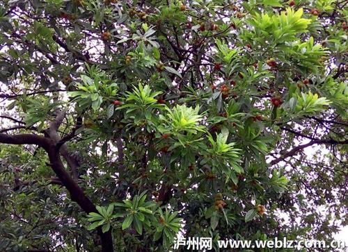 �Ĵ����ݣ��ֵ���÷����ʱ ��ũ�����ֿ���