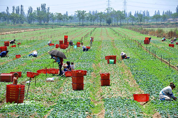 �����߲˻�������ƹ󡰲ɲ��š�