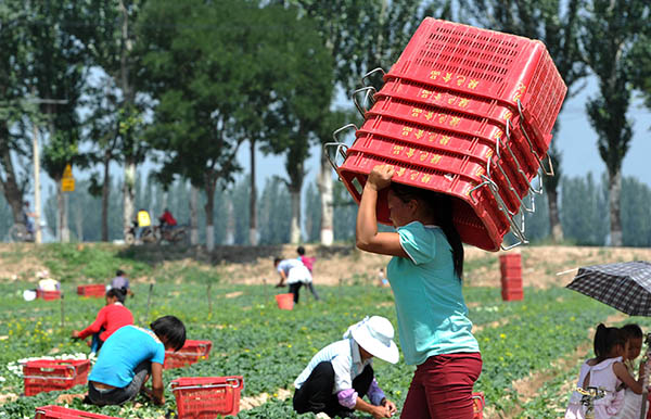 ��7��6�գ������Ļ��������������س�����һ�ҹ����߲˻��أ������ƹ�����Ĳɲ˹��ڵ���ɲˡ�