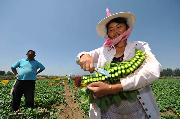 7��6�գ������Ļ��������������س�����һ�ҹ����߲˻��أ�һλ�ɲ˹��ڲ��չ㶫���ġ�