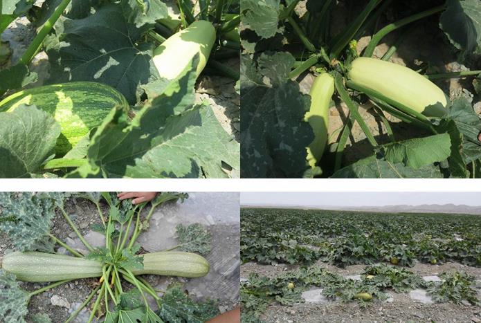 ���������л���̽��ѹɰ�غ�����ҵ��չ