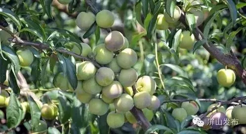 �Ĵ���ɽ���Ӵ���� Ԥ�Ʋ�ֵ����Ԫ