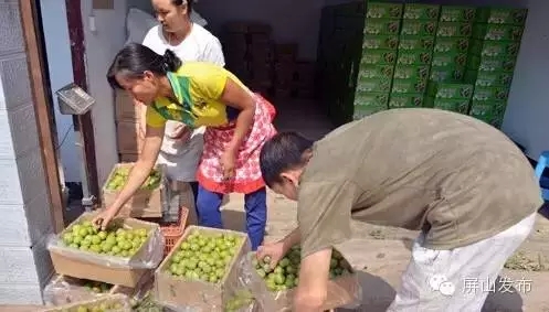 ��ɽ���ӵ�Ʒ�ʵõ������ߵ��Ͽ�