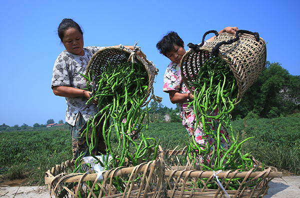 7��8�գ��Ĵ�ʡ������»������ˮ�����ũ���ժ�������еġ�������������