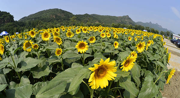 ��������ҵ�������������ִ�ũҵ��չ