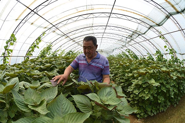 һλ���������ص�ũ�����ԼҵĽ�ˮ��ȴ����ڹ۲��л��߲˳��ƣ�7��7���㣩��